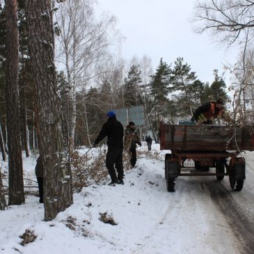 ДЕРЕВА, ПОСАДЖЕНІ НА ВУЛИЦІ ЗА ПАРКАНОМ – ВЛАСНІСТЬ МІСЬКОЇ РАДИ