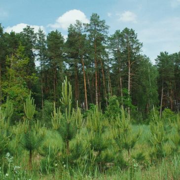 Корупційні ризики в лісовому господарстві: дослідження НАЗК