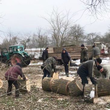 Спиляні аварійні дерева підуть на опалення Кучинівської ЗОШ та міської ЗОШ №2