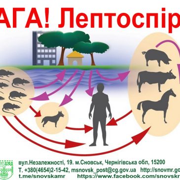 ЛЕПТОСПІРОЗ виявили у Снові!