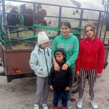 Тільну телицю коштом держави отримала багатодітна родина зі Сновщини