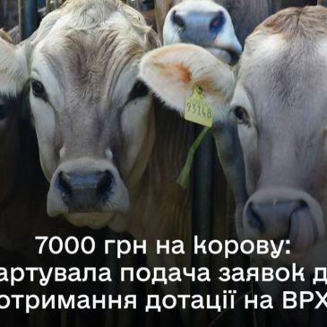 В ДАР стартує добір на спеціальну бюджетну дотацію на утримання поголів’я корів
