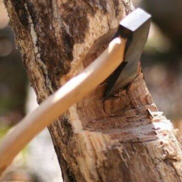 В Корюківському районі засуджено лісоруба