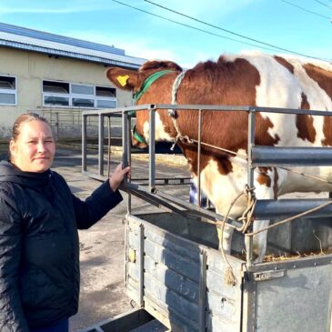 Дві багатодітні родини з Кучинівки отримали нетелі