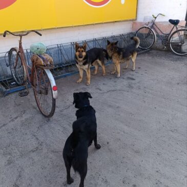Весняна небезпека: відповідальність власників собак — запорука безпеки громади