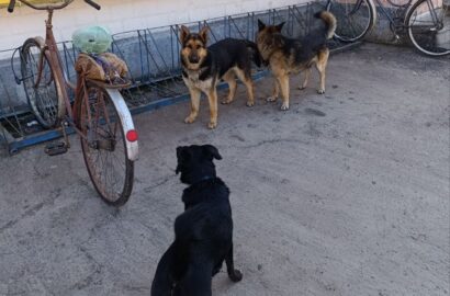 Весняна небезпека: відповідальність власників собак — запорука безпеки громади