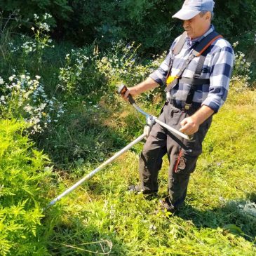У Сновській громаді продовжується боротьба з амброзією полинолистою